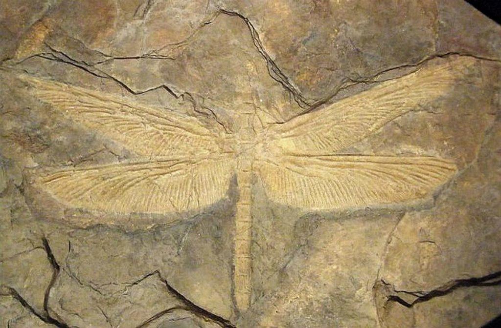 Griffenflies (Meganisoptera)