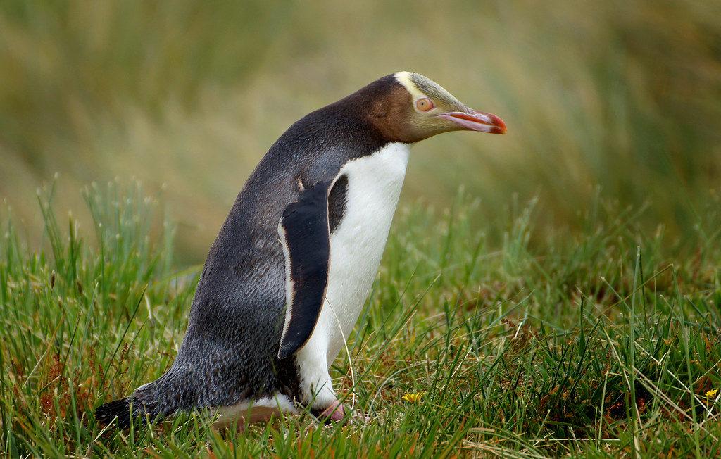 Megadyptes antipodes