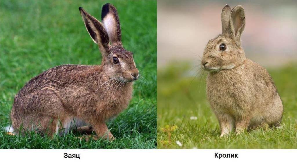заяц