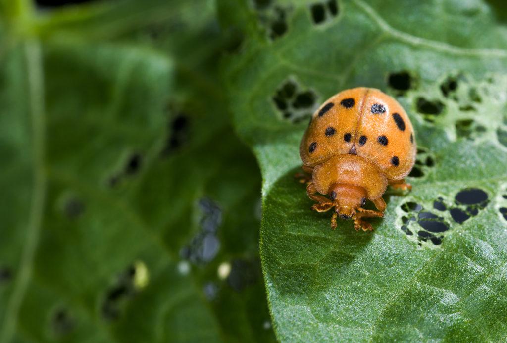 Epilachninae