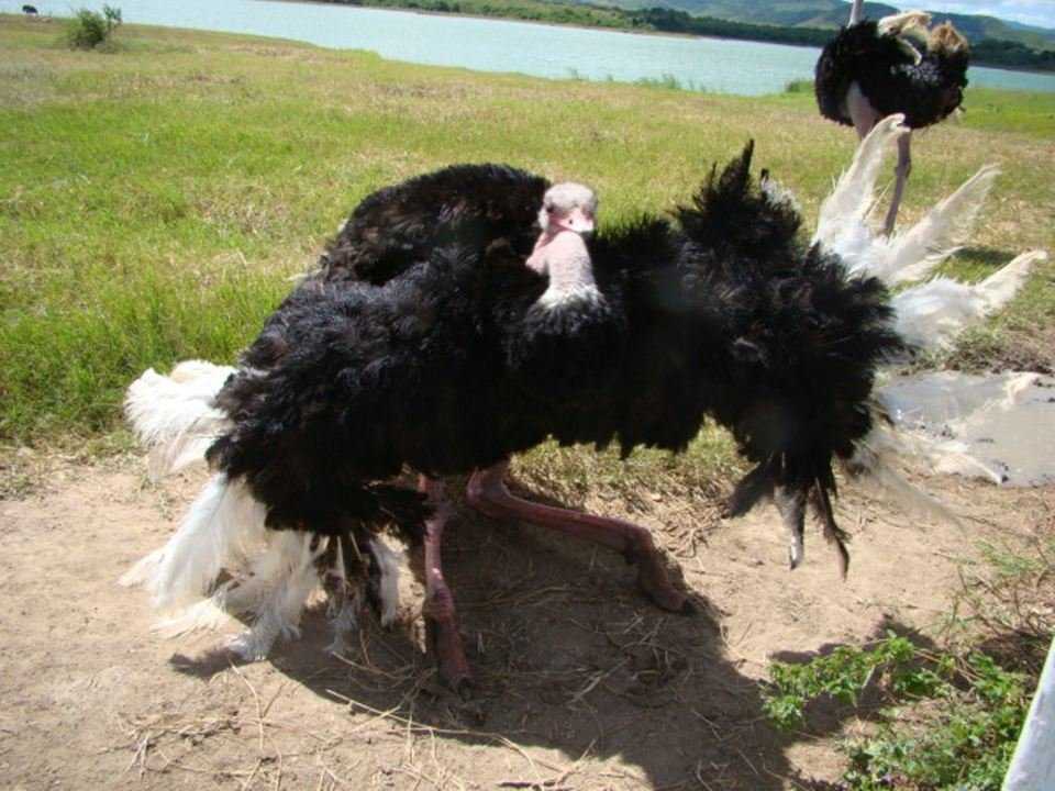 страус