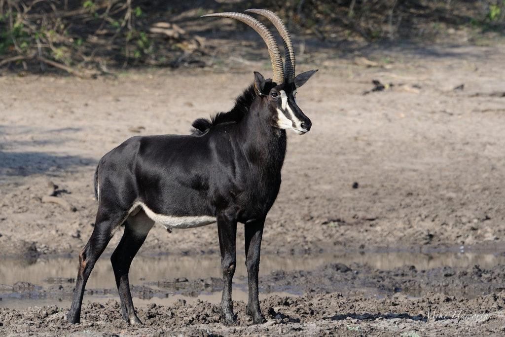 Giant Sable antelope