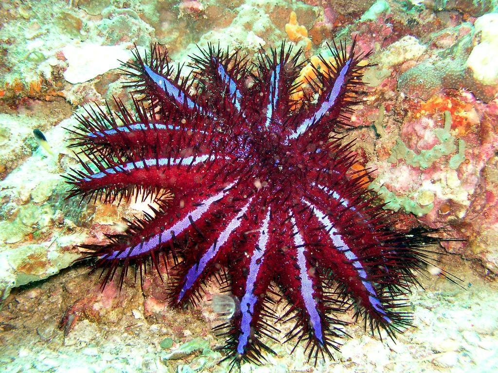 Acanthaster planci