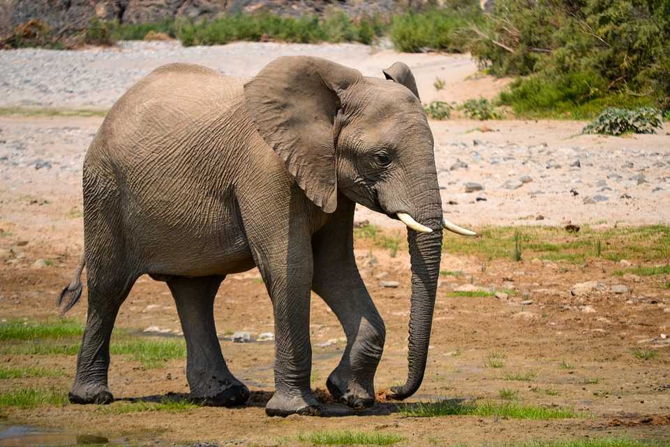 Зимбабве слон