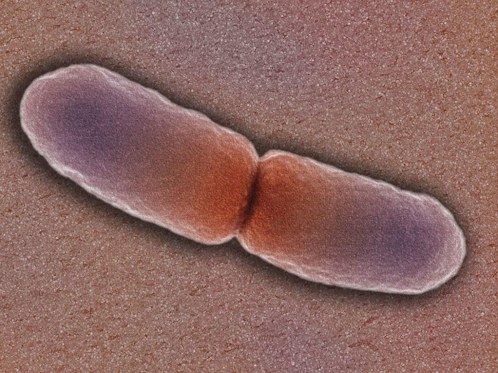 деление бактерии