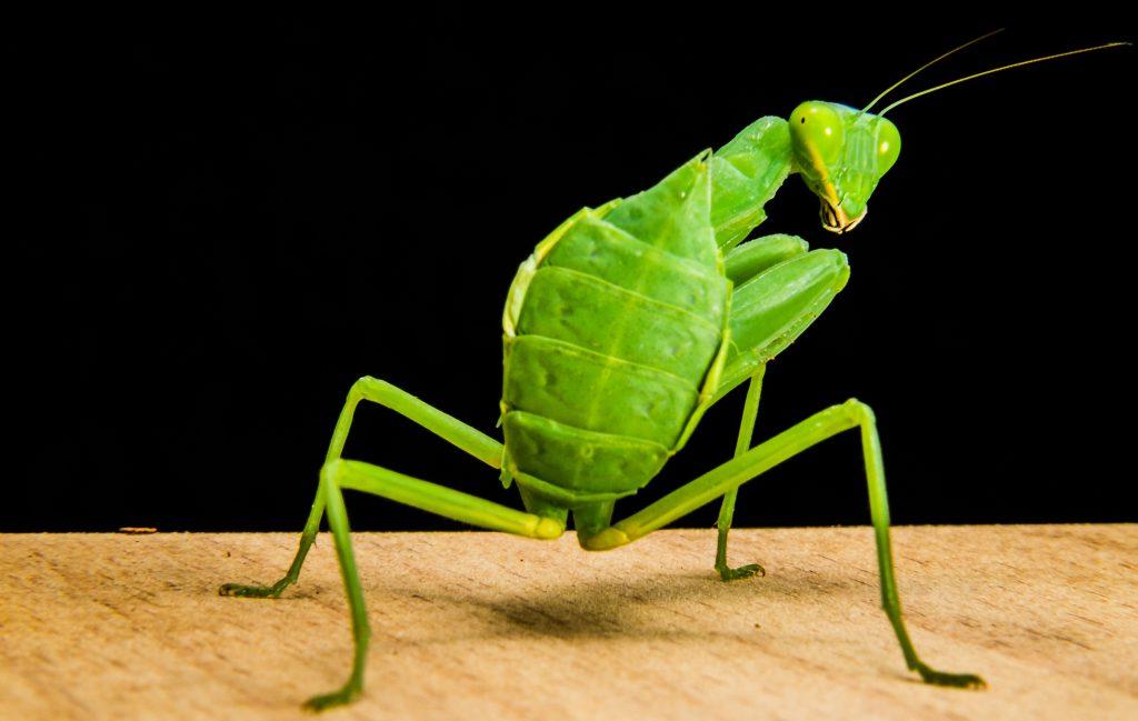 какое насекомое может повернуть голову на 180 градусов