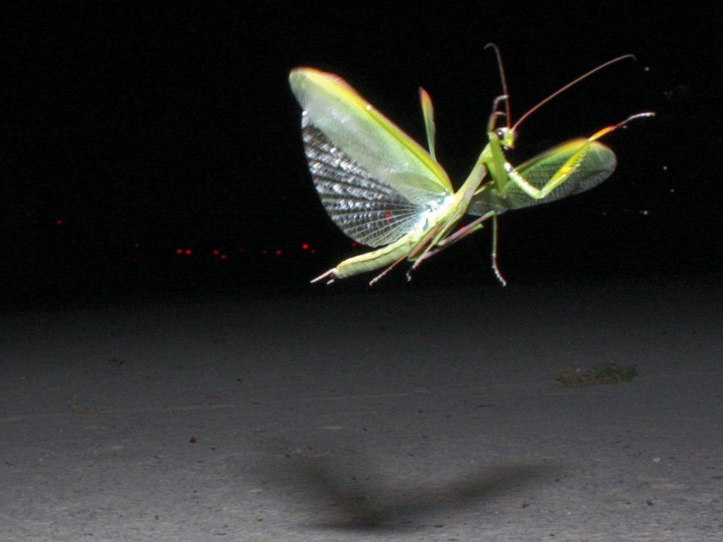 какое насекомое способно поворачивать голову на 180 градусов