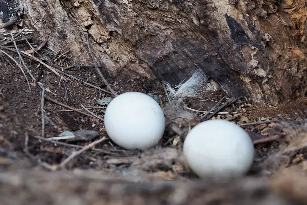 яйцо совы