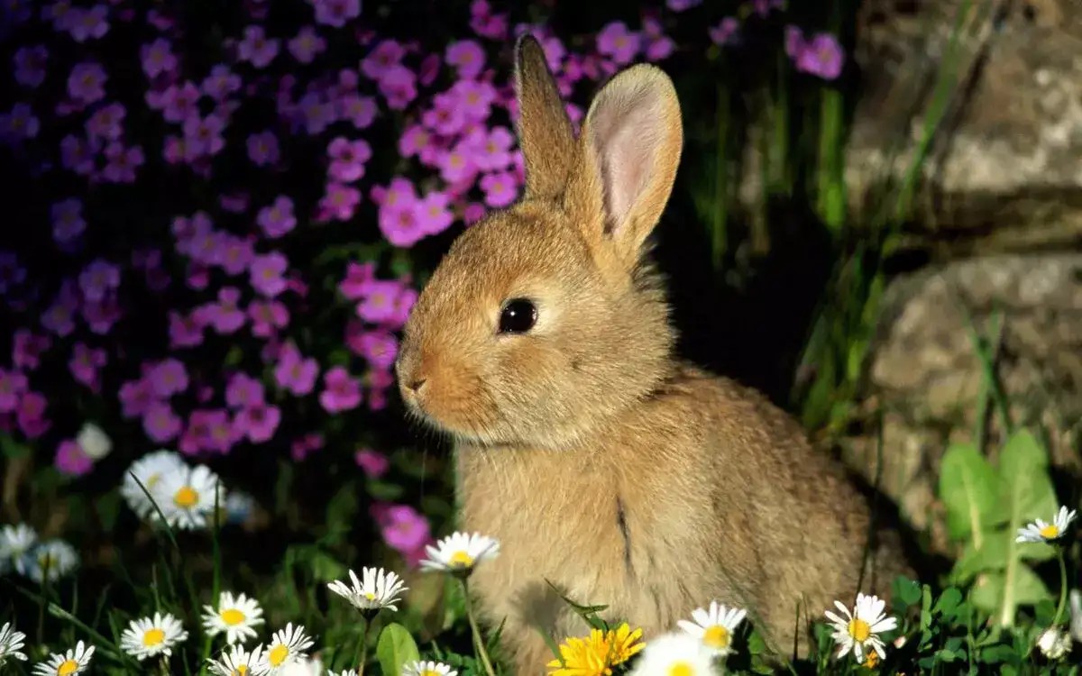 Красивые картинки кроликов