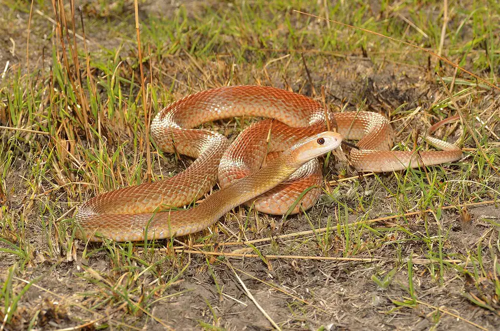 Oxyuranus scutellatus