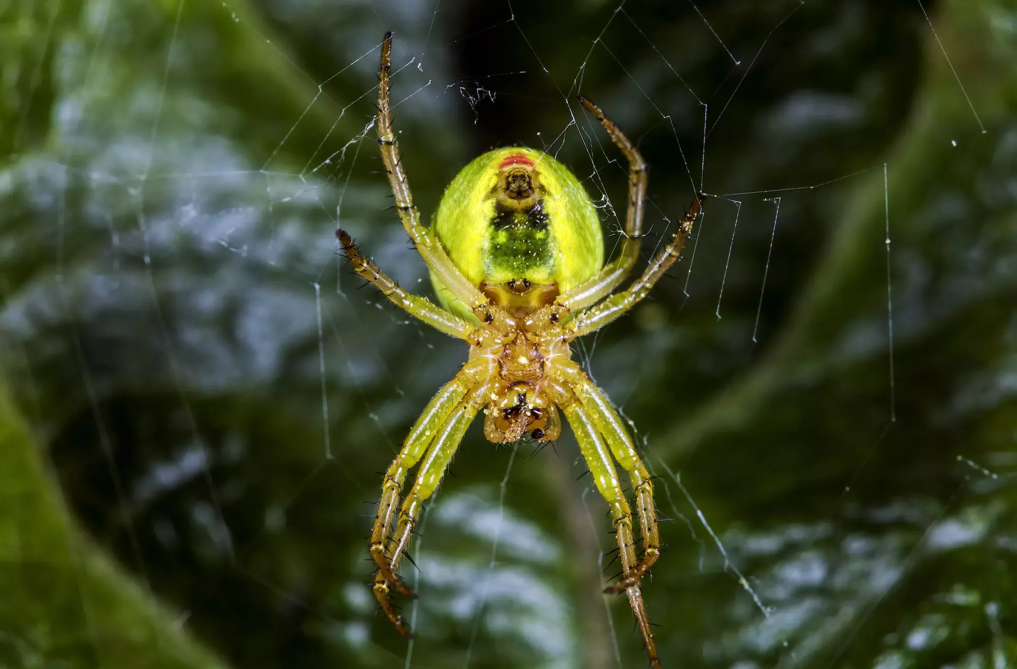 Арахнида паук зеленый