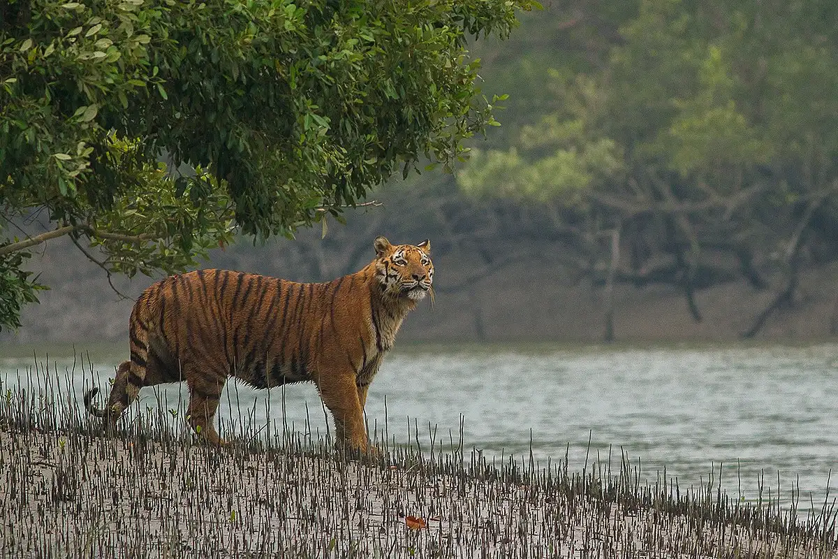 бангладеш мангровый лес