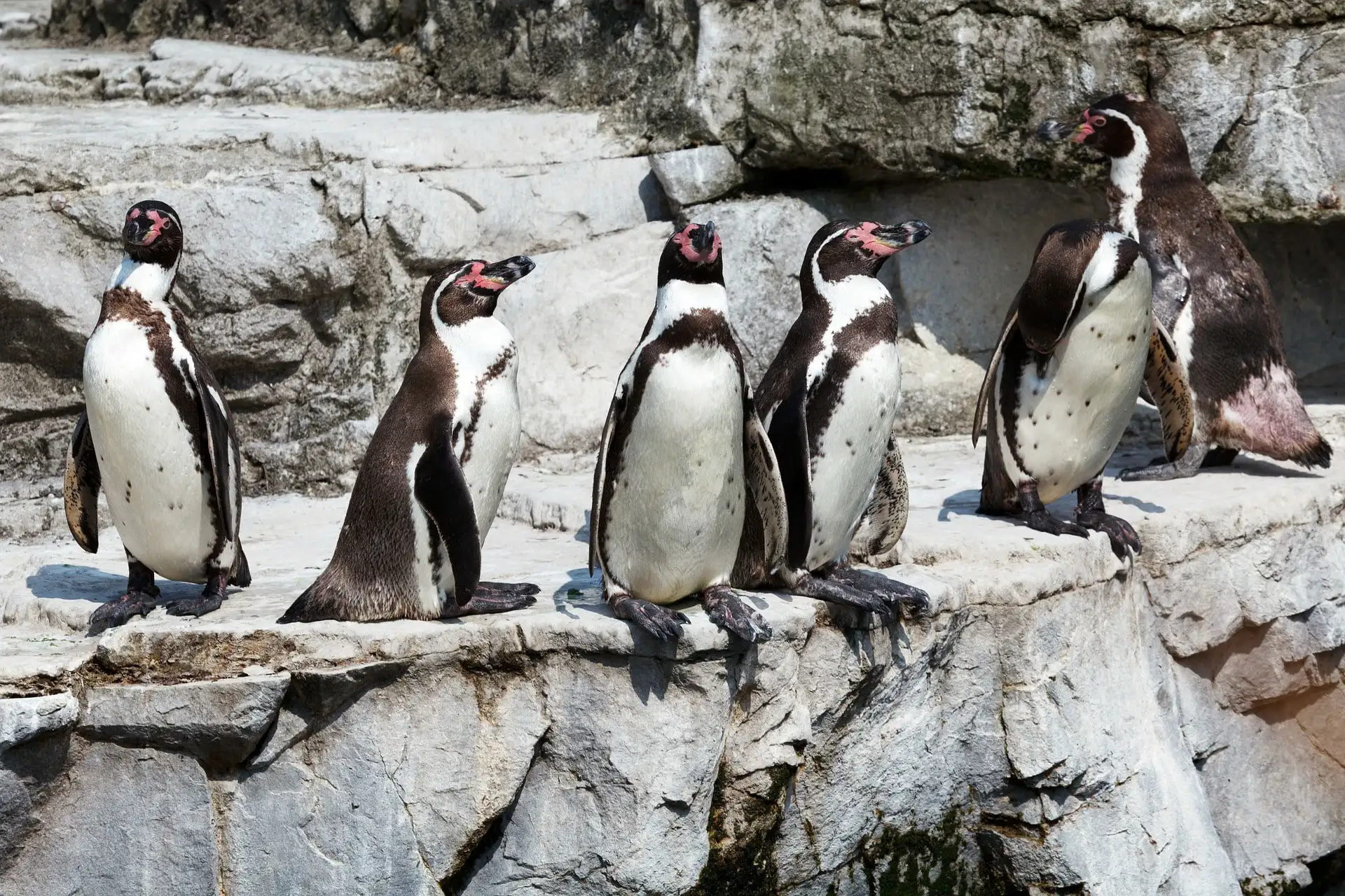 пингвины в чили